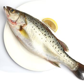 深圳市偉泰發(fā)餐飲管理有限公司-鱸魚配送
