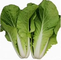 早白菜